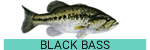 blackbass