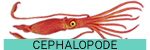 cephalopode